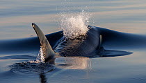 Killer whale (Orcinus orca) at sea surface, with pronounced blow.  Troms, Norway. June.