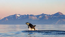 Killer whale (Orcinus orca) breaching.  Troms, Norway. June.