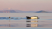 Killer whales (Orcinus orca) swimming at surface, on its side, slapping pectoral fins. Troms, Norway. June.