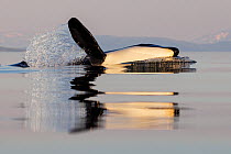 Killer whale (Orcinus orca) swimming at surface, on its side, slapping pectoral fins.  Troms, Norway. June.