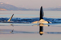 Killer whales (Orcinus orca) swimming at surface, on their side, slapping pectoral fins.  Troms, Norway. June.