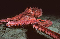 Pacific giant octopus (Enteroctopus dofleini) scurrying across the ocean floor hunting, British Columbia, Canada, Pacific Ocean. Some backscatter digitally removed.