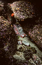 Pacific giant octopus (Enteroctopus dofleini) sheltering in den with the remains of Abalone shells left at entrance after feeding, British Columbia, Canada, Pacific Ocean.
