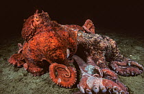 Pacific giant octopuses (Enteroctopus dofleini) mating pair, large, grey female and smaller, red male, British Columbia, Canada, Pacific Ocean. Some backscatter digitally removed.