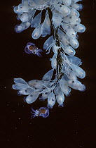 Pacific giant octopus (Enteroctopus dofleini) egg strand, with hatching larvae, British Columbia, Canada, Pacific Ocean.