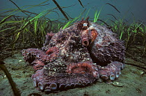 Pacific giant octopus (Enteroctopus dofleini) resting in bed of seagrass, British Columbia, Canada, Pacific Ocean. Some backscatter digitally removed.