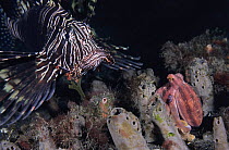 Poison ocellate octopus (Amphioctopus siamensis) hiding from approaching Lionfish (Pterois volitans) among the branches of a sponge, Lembeh Strait, North Sulawesi Island, Indonesia. Some backscatter d...