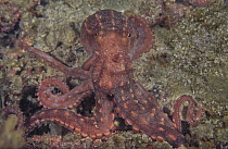 Ornate octopus (Callistoctopus ornatus) on seabed, Komodo Marine National Park, Indonesia, Flores Sea. Some backscatter digitally removed.