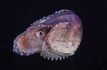 Knobbed argonaut (Argonauta nodosa) female, showing extended mantle covering part of shell, a defensive behaviour allowing use of chromatophores in the mantle to alter color of shell, South Australia,...
