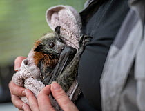 Bat rescuer, carer and founder of Fly-by-night bat clinic, Tamsyn Hogarth, comforting a young Grey-headed flying-fox (Pteropus poliocephalus) rescued during a heat-stress event at the Yarra Bend colon...