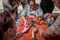 Wildlife rescuers examining the remains of a dead Grey-headed flying-fox (Pteropus poliocephalus) recovered in the field during a heat stress event at the Melbourne colony, Yarra Bend Park, Kew, Victo...