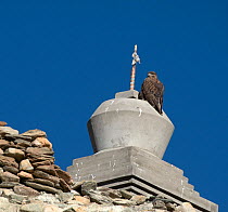 Upland buzzard (Buteo hemilasius) perched on top of stone temple, Hanle, Ladakh, India.