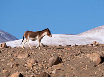 Tibetan wild ass / Kiang (Equus kiang) walking across rocky mountain with snow in background, Ladakh, India.