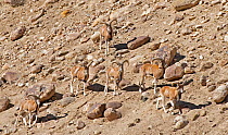 Urial (Ovis vignei vignei) herd on rocky mountainside, Hemis, Ladakh, India.