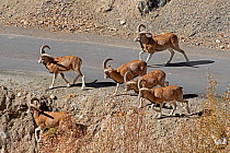 Urial (Ovis vignei vignei) small group crossing mountain road, Hemis, Ladakh, India.