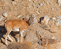 Urial (Ovis vignei vignei) on rocky mountainside, Hemis, Ladakh, India.
