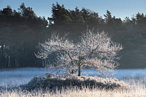Oak (Quercus robur) tree covered with hair ice in winter, Brasschaat, Belgium. December.