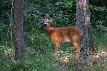 Roe deer (Capreolus capreolus) standing in woodland, barking, Brasschaat, Belgium. July.