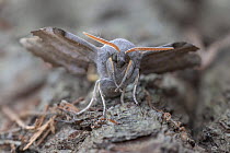 Poplar hawk-moth (Laothoe populi) resting, close up, Brasschaat, Belgium. August.