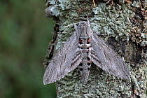 Convolvulus hawk-moth (Agrius convolvuli) resting on tree bark, Brasschaat, Belgium. August.