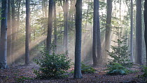 Sunrays through forest of Beech (Fagus sp.), Fir (Abies sp.) and Holly (Ilex sp.) trees, Peerdsbos, Brasschaat, Belgium. September.