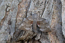 RF - Poplar hawk moth (Laothoe populi) resting on tree bark, Brasschaat, Belgium. August. (This image may be licensed either as rights managed or royalty free.)