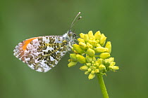 RF - Orange tip butterfly (Anthocharis cardamines) male, resting on flower (Cruciferae sp.), Peerdsbos, Brasschaat, Belgium. May. (This image may be licensed either as rights managed or royalty free.)
