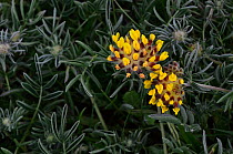 Common kidney vetch / Lady's fingers (Anthyllis vulneraria) in flower, Dorset, UK. May.