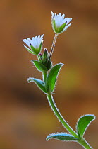 Common mouse-ear chickweed (Cerastium holosteoides) in flower, Dorset, UK. May.