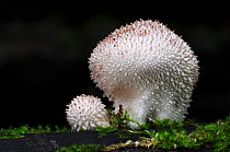 Earthball (Lycoperdon echinatum) fungus, young fruiting body, New Forest, Hampshire, UK. October.