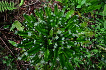 Hart's tongue fern (Asplenium scolopendrium) unfurling fronds in spring, Dorset, UK. May.