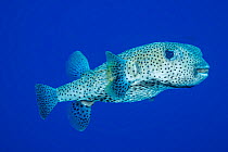 Spotted porcupinefish (Diodon hystrix) portrait, Hawaii, Pacific Ocean.