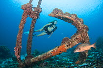 Cubera snapper (Lutjanus cyanopterus) swimming past a rusty anchor on the seabed with scuba diver in background, Bonaire, Netherlands Antilles, Caribbean Sea. Model released.