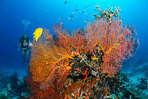 Yellow damselfish (Amblyglyphidodon aureus) swimming over coral head covered with gorgonian fans (Gorgonia sp.) with scuba diver in background, Fiji, Pacific Ocean. Model released.