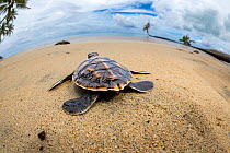 Green sea turtle (Chelonia mydas) hatchling making it's way across beach to the ocean, Yap, Micronesia. Endangered.