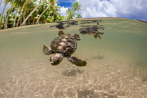 Two Green sea turtle (Chelonia mydas) hatchlings, swimming in shallow sea just after hatching, Yap, Micronesia. Endangered.