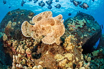 Commerson's frogfish (Antennarius commerson) swimming over reef, Hawaii, Pacific Ocean..