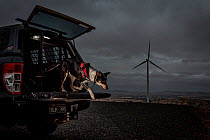 Male Conservation detector dog, from Skylos Ecology, getting out of transport vehicle at dawn to start training, looking for dead micro-bats on wind farms. Central Victoria, Australia. February.