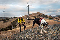 Male Conservation detector dog training with dog handler from Skylos Ecology to look for dead micro-bats on wind farms. Central Victoria, Australia. February, 2022. Model released.