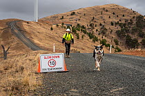 Male Conservation detector dog returning to car after training exercise with dog handler from Skylos Ecology to detect scent of dead micro-bats that may be found on wind farms as result of blade strik...