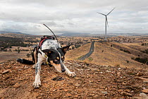 Male Conservation detector dog, from Skylos Ecology, training to look for dead micro-bats on wind farms, Central Victoria, Australia. February.
