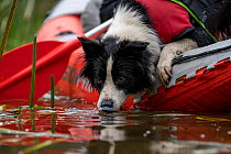 Female Conservation detector dog in training, learning how to sniff (via kayak) for invasive aquatic weeds, often Common cordgrass (Spartina anglica) found on marshes and tidal mud flats. Beaufort La...