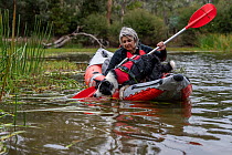 Dog handler from Skylos Ecology undertaking kayak training with female Conservation detector dog, in preparation for work to sniff (via kayak) for invasive aquatic weeds; often Common cordgrass (Spart...
