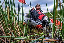 Dog handler from Skylos Ecology undertaking kayak training with female Conservation detector dog, in preparation for work to sniff (via kayak) for invasive aquatic weeds; often Common cordgrass (Spart...