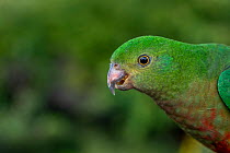 Australian king parrot (Alisterus scapularis) female, head portrait, Victoria, Australia. August.