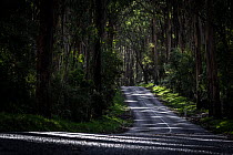 Road to Cape Otway in dappled light.  Great Otway National Park, Victoria, Australia. August, 2022.