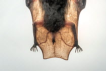 Underside view of lower body of rescued male Yellow-bellied sheath-tail bat (Saccolaimus flaviventris), approximately aged 18 months, showing legs and tail. Melbourne, Victoria, Australia. August. Cap...