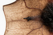 Tail of rescued male Yellow-bellied sheath-tail bat (Saccolaimus flaviventris), approximately aged 18 months. Melbourne, Victoria, Australia. August. Captive, taken with permission and under supervisi...