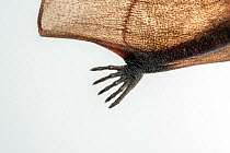 Underside view of left foot and leg of rescued male Yellow-bellied sheath-tail bat (Saccolaimus flaviventris), approximately aged 18 months. Melbourne, Victoria, Australia. August. Captive, taken with...