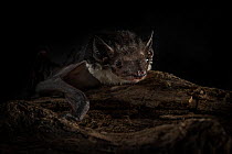 Rescued male Yellow-bellied sheath-tail bat (Saccolaimus flaviventris), approximately aged 18 months, on log. Melbourne, Victoria, Australia. August. Captive, taken with permission and under supervisi...